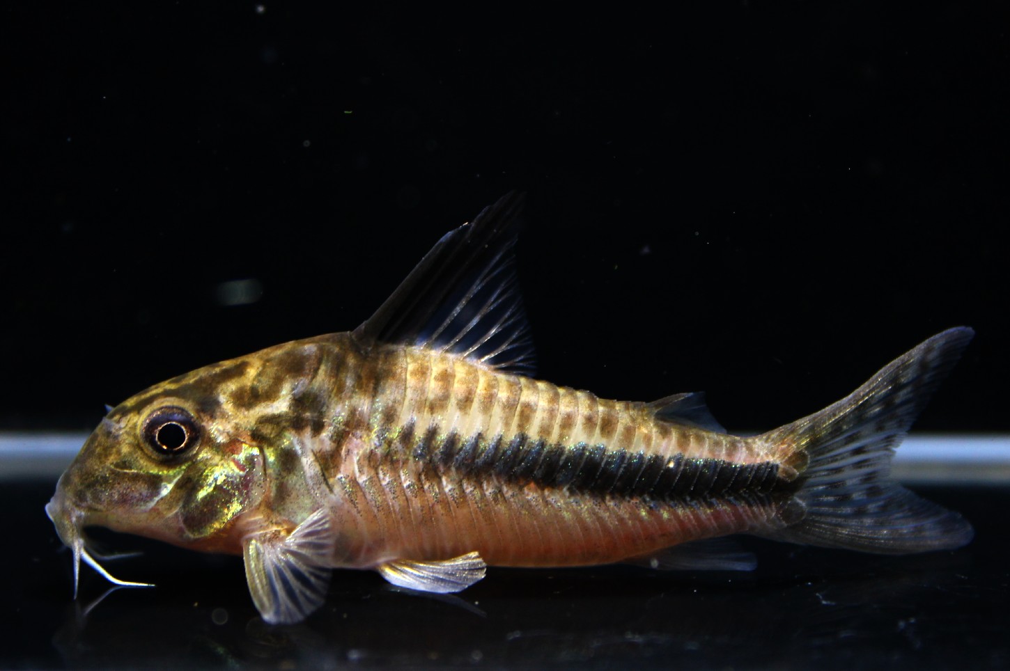 フィラメントーサス 3 Aquashop つきみ堂