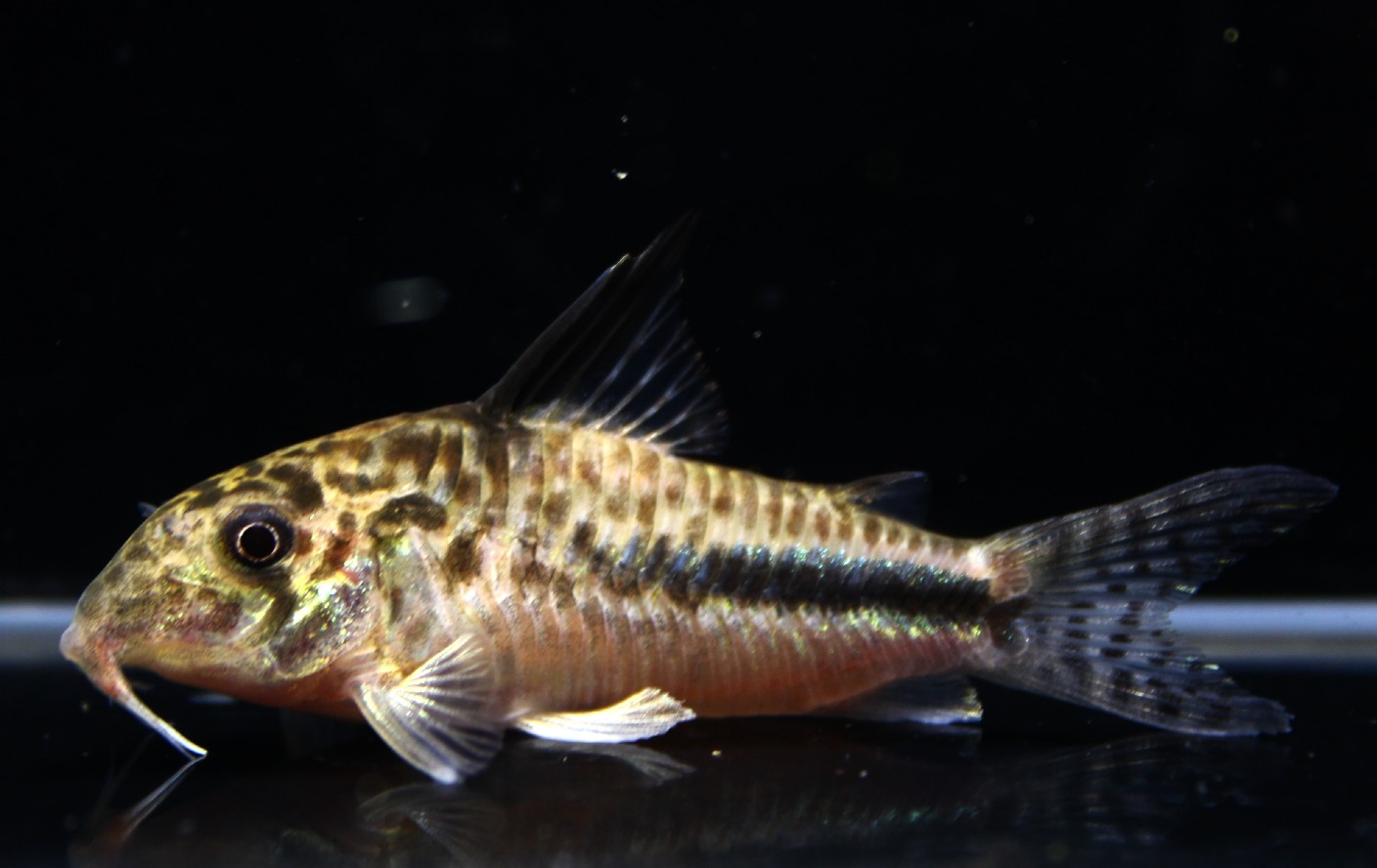 フィラメントーサス 2 Aquashop つきみ堂