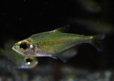 ロンコゲナス　イリシャ　クリクリアリ