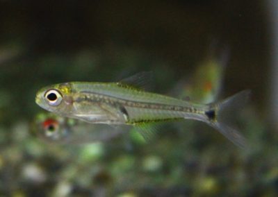 イエローグラステトラ　クリクリアリ