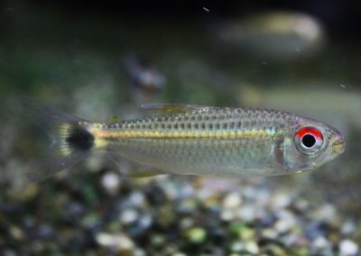 モンクホーシャｓｐグリーンライン　ミウア