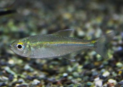 アスティアナックスｓｐオレンジアイ　ローライマ　パイーヴァ