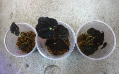 Begonia karwinskiana  from Equador