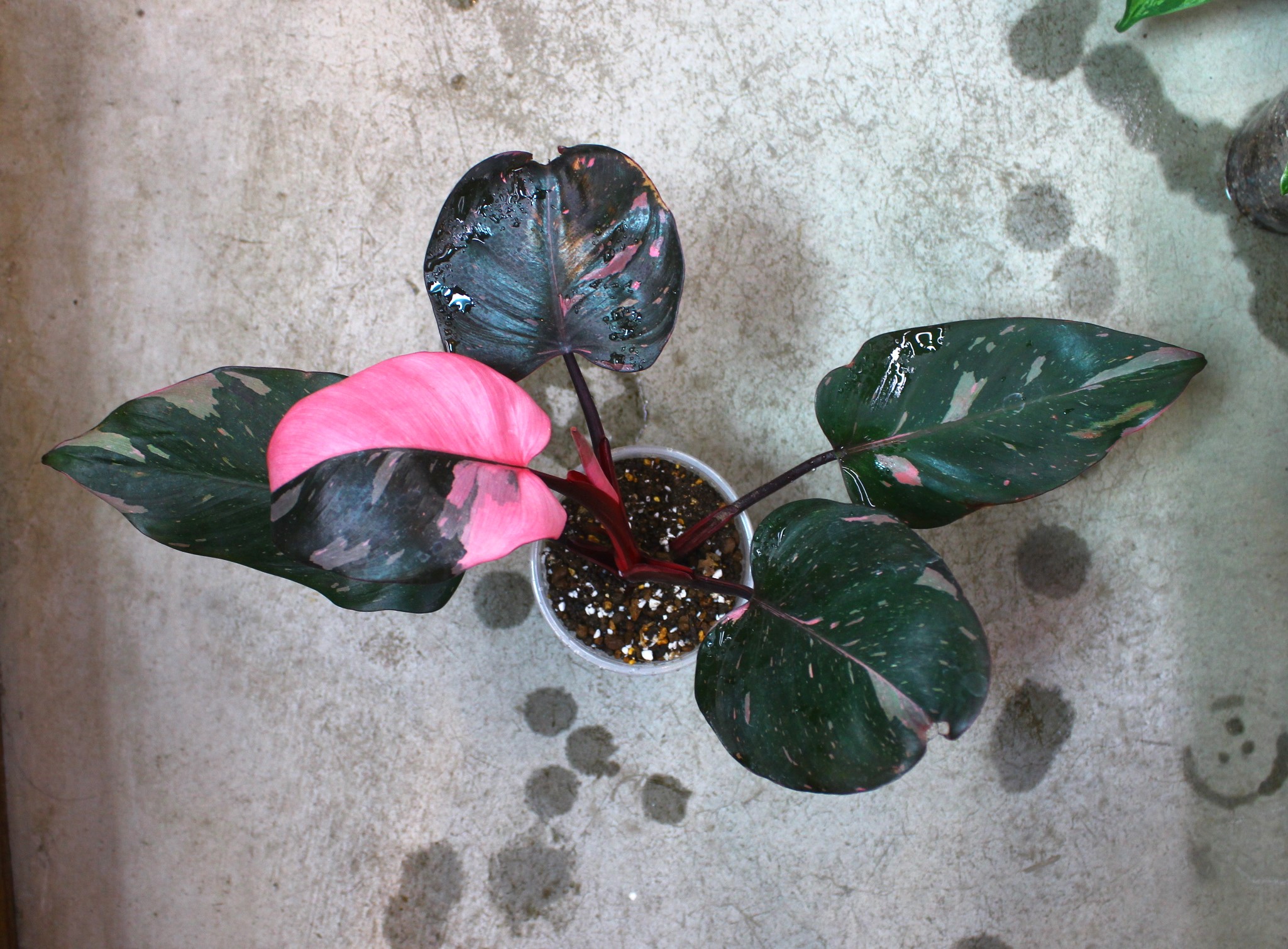 極上フィロデンドロン “ピンク プリンセス” 最高のマーブル柄② - 植物