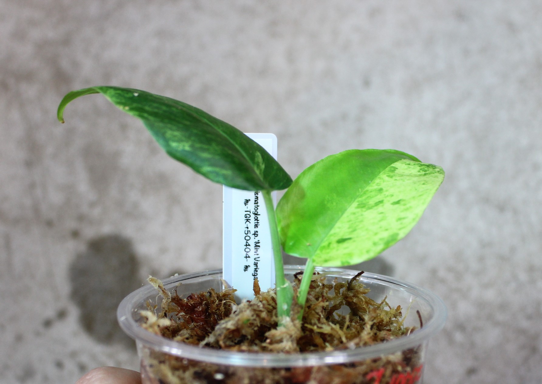スキスマトグロッティスsp. - 植物/観葉植物