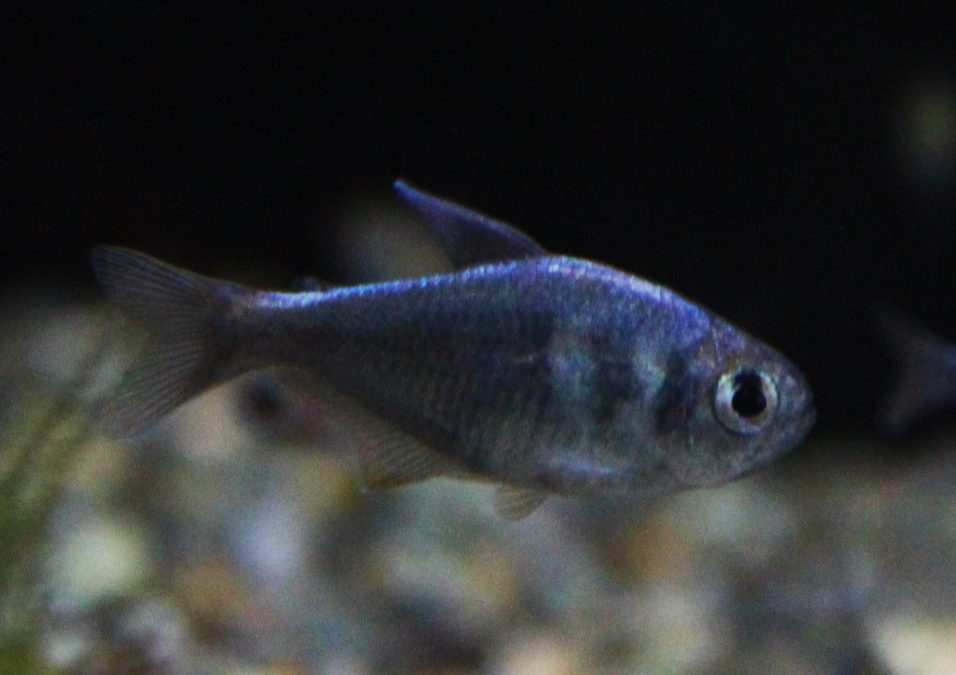 コバルトグリエミーテトラ　アルトアラグアイア