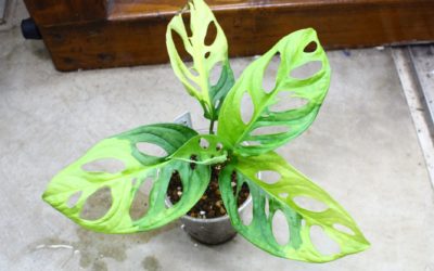 モンステラ　アダンソニー　黄斑入り