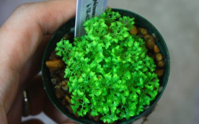 Selaginella kraussiana from Ecuador
