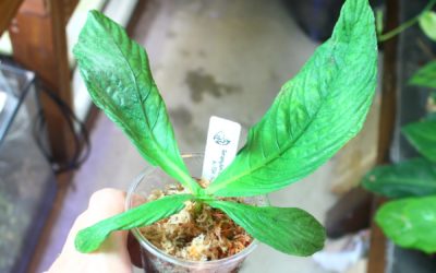 Tetraphyllum roseum Stapf from Phang