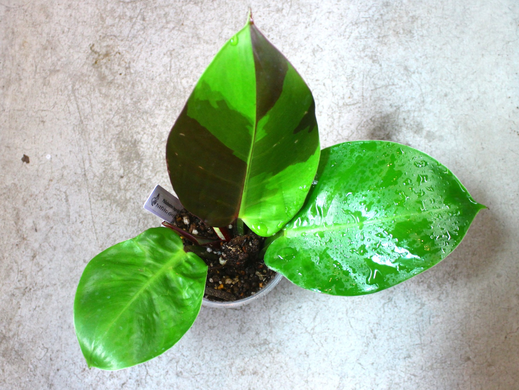 フィロデンドロン インペリアルイエローフレーム | AQUASHOP つきみ堂