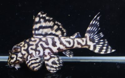 ♂BMBB×♀hiro　ハルティブリード