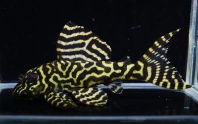 O-1F2　23ブリード（1）