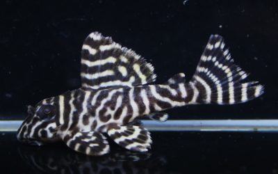 ♂O-1F1（CA)×♀O-1F2（23）　23ブリード（3）