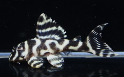 ♂L333スペシャルNo.2系×♀（L333スペシャルNo.1系×No.2系）　23ブリード（7）