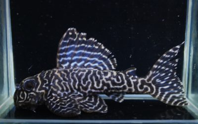 ♂第二系統×♀マスクメロン　HGブリード