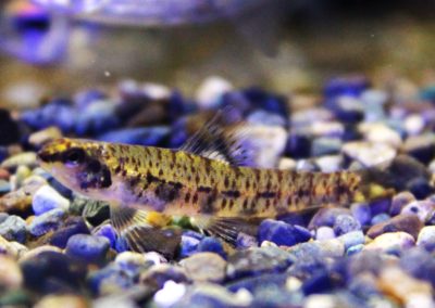 ミトゥマーブルグラスダータ　リオヴァウペス