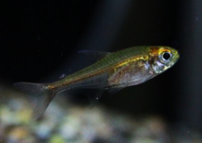 グラスオレンジフィンテトラ　リオヴァウペス