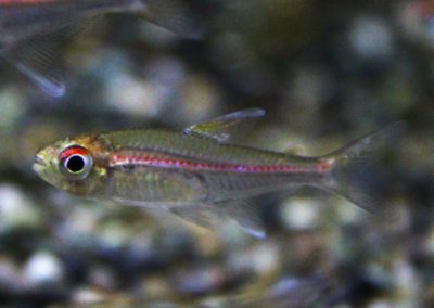 パープルレッドラインテトラ　クーセウェイネリバー