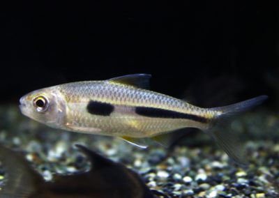 ボウレンゲリーテトラ