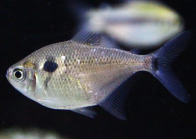 カラシンｓｐ．コランタインリバー　スリナム