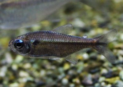 モンクホーシャ　ニグロマルギナータス