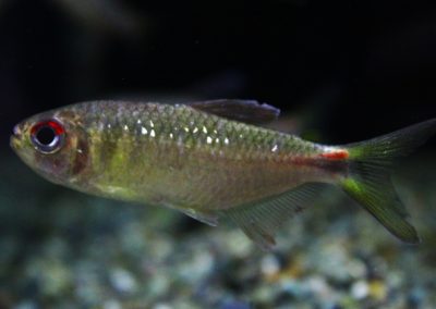 テトラsp．リオイサナ