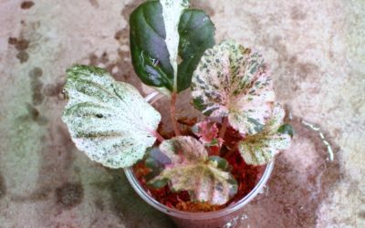 ベゴニア　ククラータ　オーレア斑入り