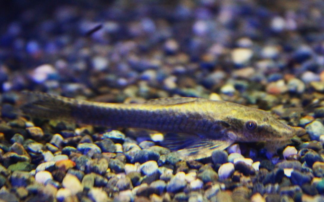 ヒソノータスspサンタカタリーナ