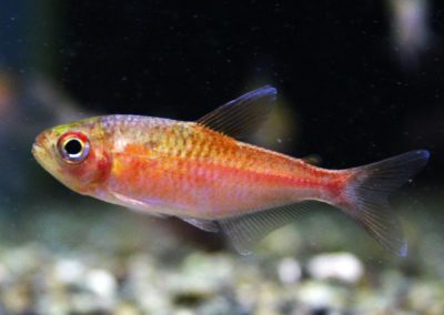 ピラウルクーテトラ　リオイサナ