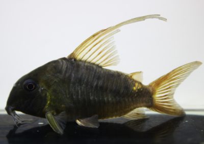 ジャンボコンコロール　ハイフィンのロット