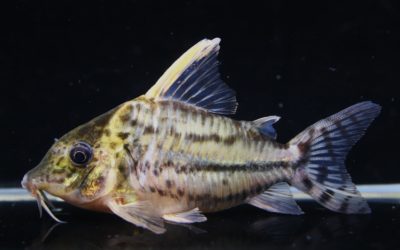 スーパープルケール　ラブレア（8）