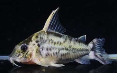 スーパープルケール　ラブレア（4）