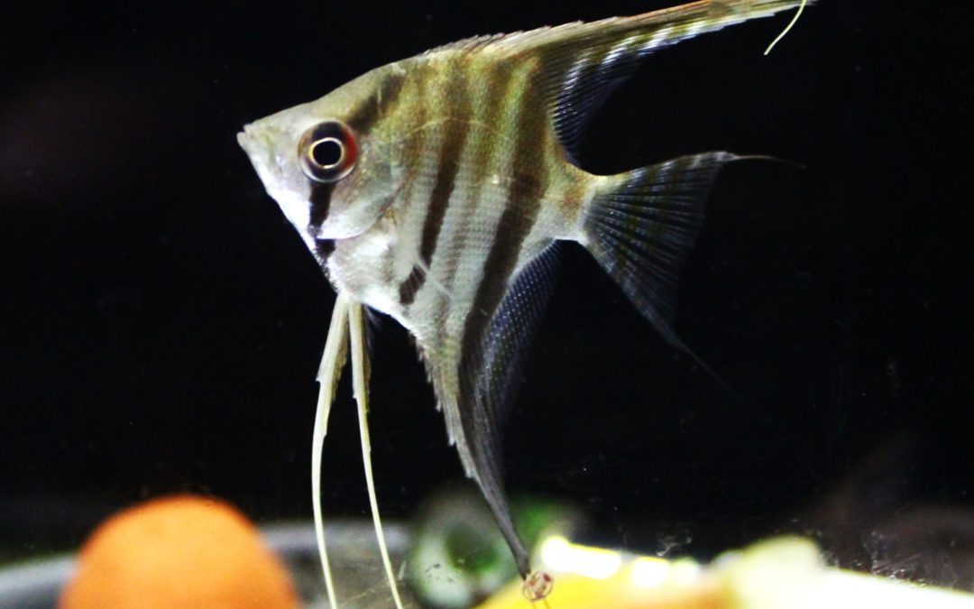 イエローフィンレッドスポットエンゼル　コロピナリバー