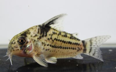 cf.トカンチンスシュワルツィ　カテテ（13）