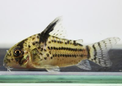 cf.トカンチンスシュワルツィ　カテテ