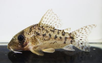 タイガーアンチェスター（26）