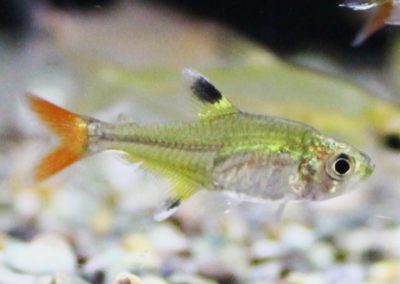 Hy.sp.レッドテールイエロー　パラリバースリナム