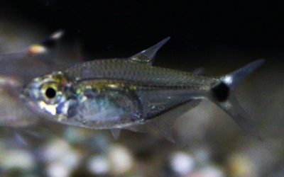 Hem.cf.ボエセマニー パラリバースリナム