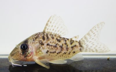 タイガーアンチェスター（25）