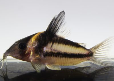 ビファシアータス（10）