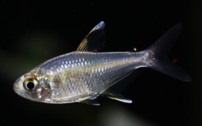 Hy.sp.オレンジフィン パラリバースリナム