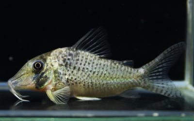 ルィーザVar.（6）