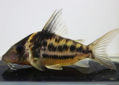 ビファシアータスVar.