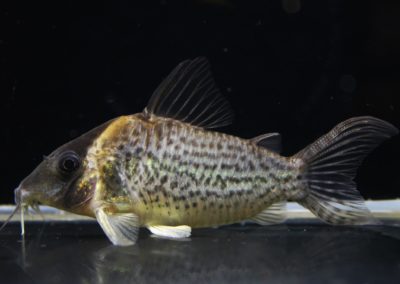 sp.ハイブリッドタパジョス