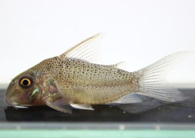 sp.コランタイン