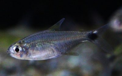 シルバーグラステトラ パラリバースリナム