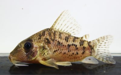 タイガーアンチェスター（20）