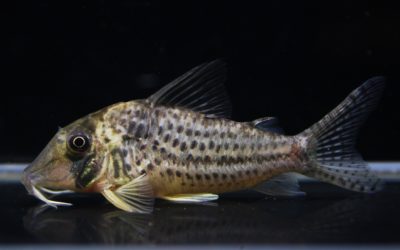 sp.LNジャカレアカンガ（4）