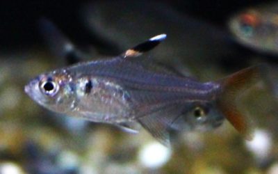 Hy.sp.レッドフィン パラリバースリナム