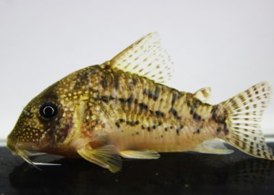 タイガーアンチェスター（3）